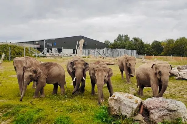 Blackpool Zoo testing for pregnant elephants by looking at their glittery poo