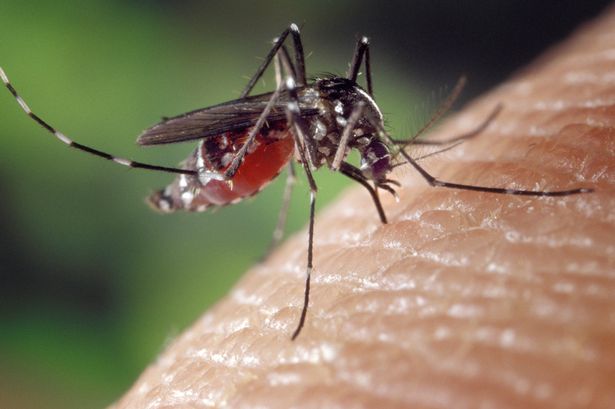 ‘Nasty’ mosquito carrying deadly diseases could invade UK by 2040, warn experts