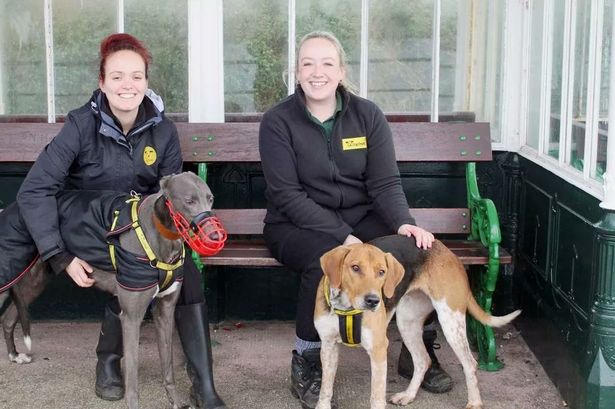 Dogs in need of new families treated to ‘puppacinos’ at the beach