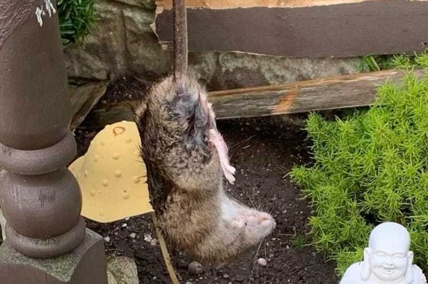 Residents battling ‘plague of rats of almost biblical proportions’ on new Blackpool estate