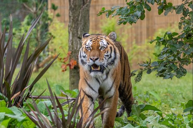 Blackpool Zoo ticket discounts for visitors living in ten postcodes