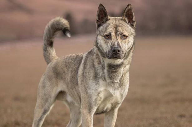 Lonely dog who has spent half his life in rescue centre desperate for home