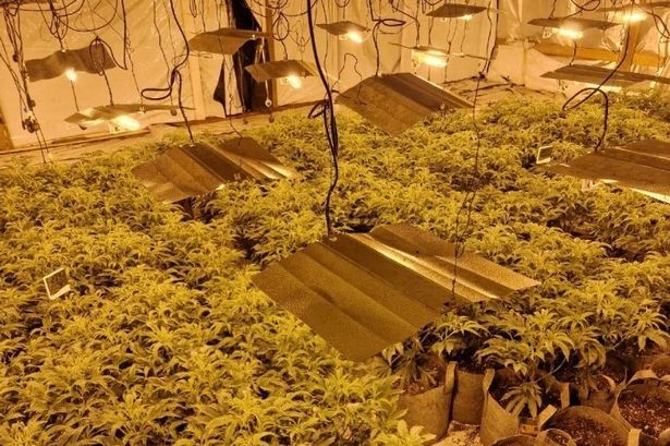 Police issue cheeky message to criminals after £150k cannabis farm found