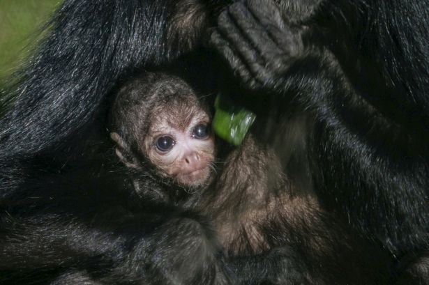 Chester Zoo’s latest adorable arrival is one of just a few in world and won’t let go of her mum