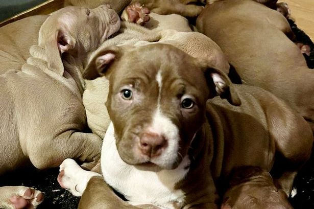 Woman ‘at wits’ end’ as she’s stuck with surprise litter of XL Bully puppies