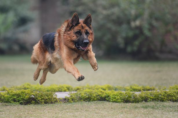 The dogs vets find the ‘scariest’ to treat