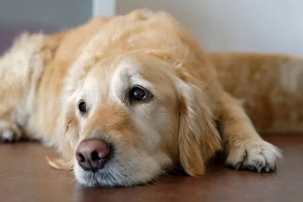 Vets issue lungworm warning to all dog and cat owners