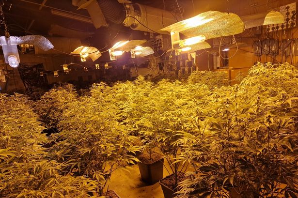 Huge cannabis farm found inside old ambulance station after raid