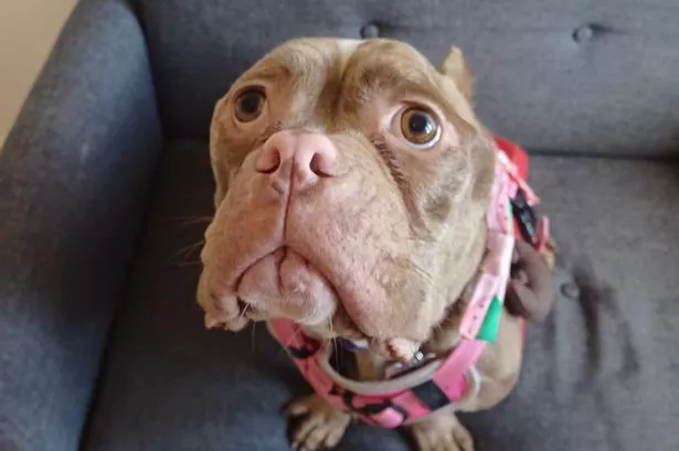 XL bully found wandering streets in horrific condition after undergoing sick illegal procedure