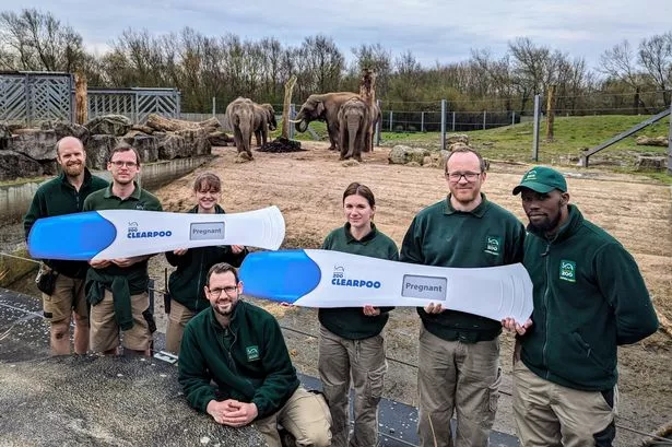 Blackpool Zoo joy as two elephants pregnant and due to give birth this year