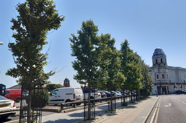 Council ‘could buy more trees costing £10k each’ despite uproar