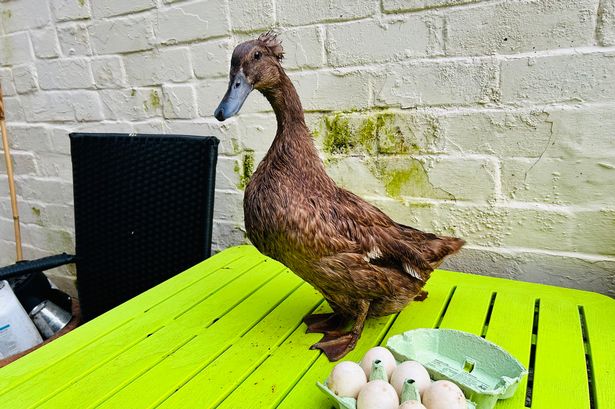 Forget cats, ducks make great pets… and they lay great eggs