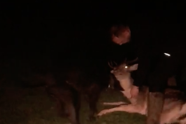 ‘Barbaric torture’ – Men jailed after being filmed slashing a deer’s throat and letting dogs attack it