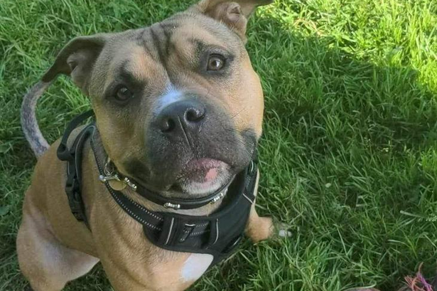 Abandoned puppy’s ‘sad, hopeful face’ as he’s repeatedly overlooked by adopters