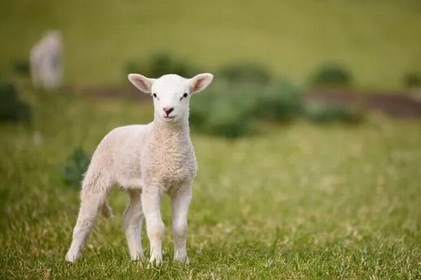 Horror as lambs mauled to death by dogs in Lancashire beauty spot