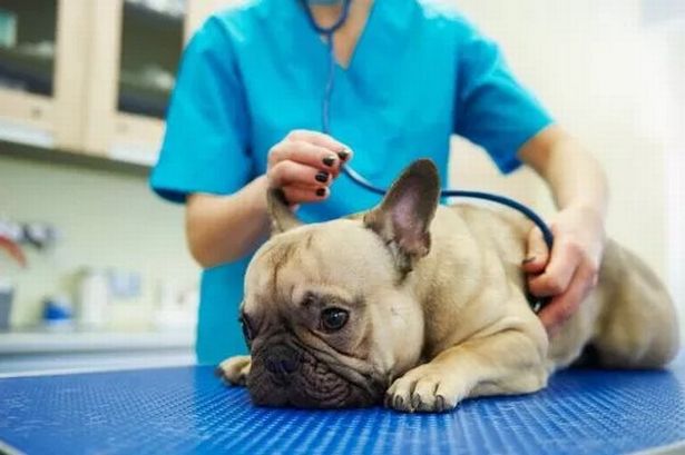 Millions of UK pet owners issued warning over vet bills