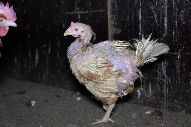 Heartbreaking reality of free range eggs revealed as thousands of hens are crammed in to cages