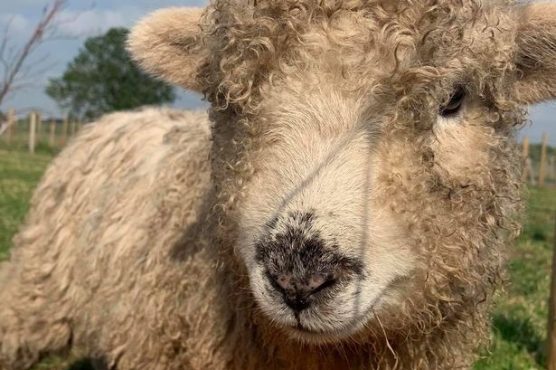 Farm on Lancashire border costs £5 for five people and includes free hot drink