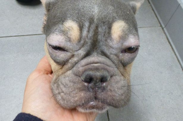 Cruel mum and son had ‘partially mummified’ French bulldog called Gucci in their bathtub