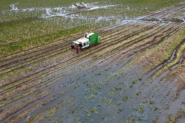 Bread, beer and biscuit prices could soar due to wet winter’s impact on crops