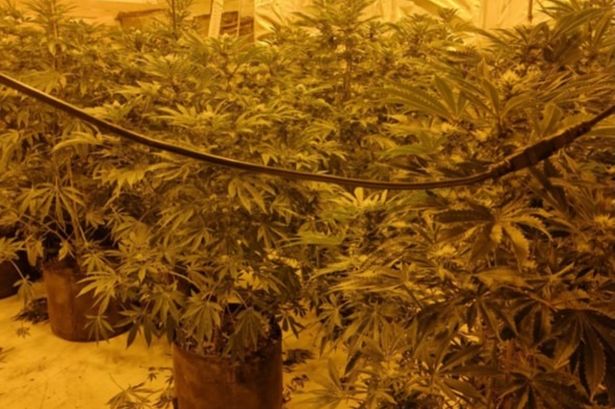 Police raid Preston cannabis farm ‘with 200’ plants just streets from school