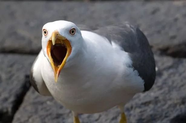 Seagulls could attack people in coming weeks as ‘be wary’ alert issued