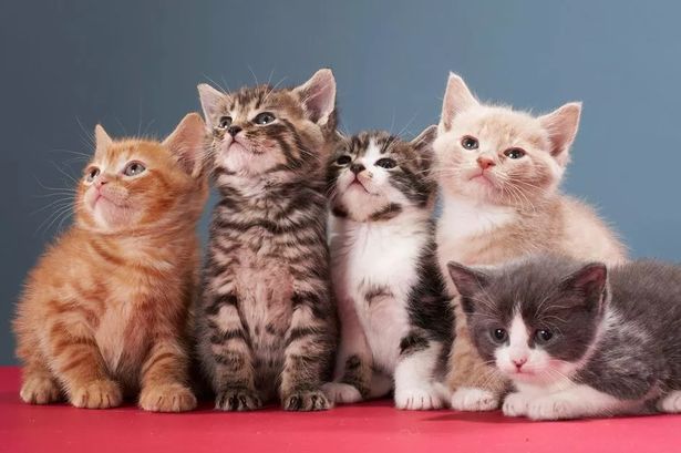 Cat owners issued 60-day warning ahead of major rule change and £500 fine risk