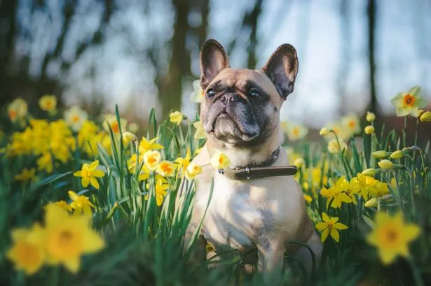 Clock is ticking for millions of UK dog owners as three-week warning issued