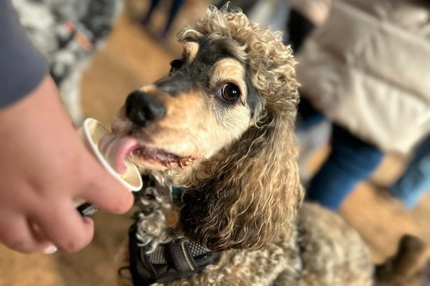 Popworld Blackpool is hosting a doggy disco with puppuccinos and ball pits