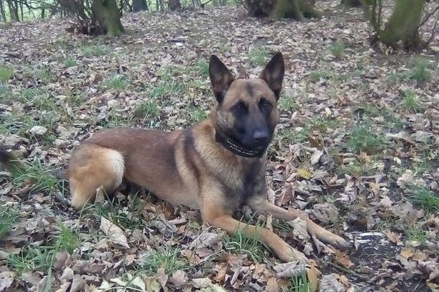 Police dog hailed a ‘hero’ after tracking youth suspects ‘hiding in bushes’