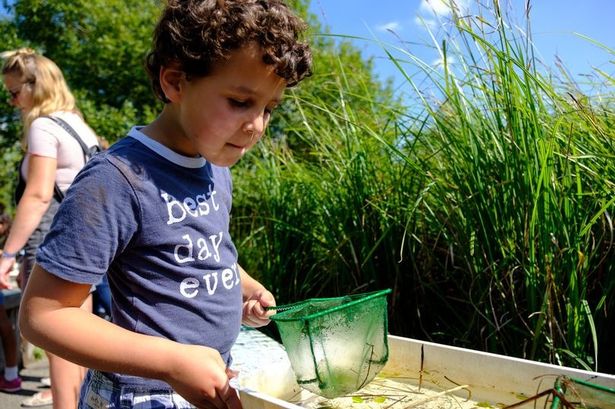 Families needed for quiet pond dipping sessions at Martin Mere wetland centre