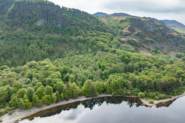 Borrowdale rainforest in Lake District to become protected nature reserve