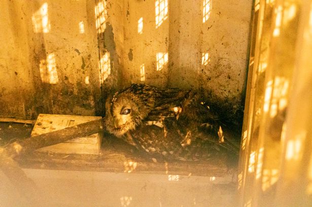 Barrow Owl sanctuary owner kept ill and injured birds in ‘woefully inadequate’ conditions