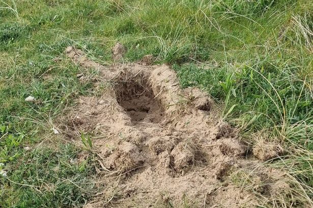 Six puppies found buried in sand dunes by horrified beachgoer