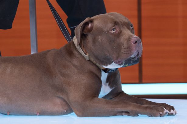 Good Morning Britain XL Bully chaos as controversial mutt sparks huge row