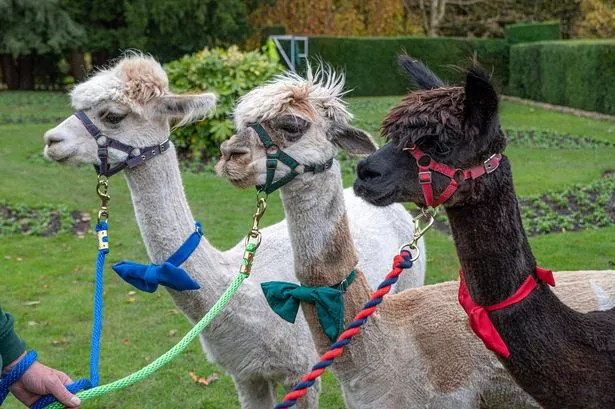 Park with pygmy goats, alpacas and adventure centre getting rave reviews on Tripadvisor