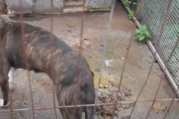 Cruel owner left injured dogs in faeces-riddled kennels with no water for days