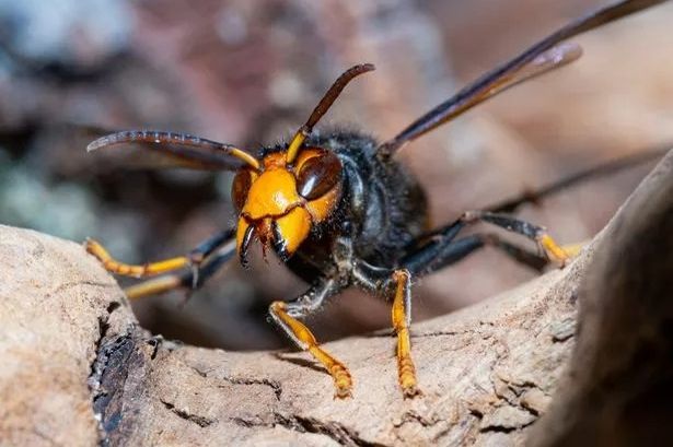 Asian hornet warning as UK put on alert over ‘harmful’ invasive species