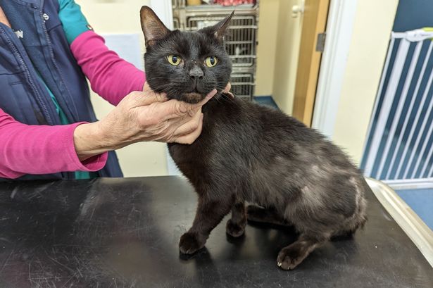 Cruel owner left cat suffering with ‘nearly every bone’ in his paw broken