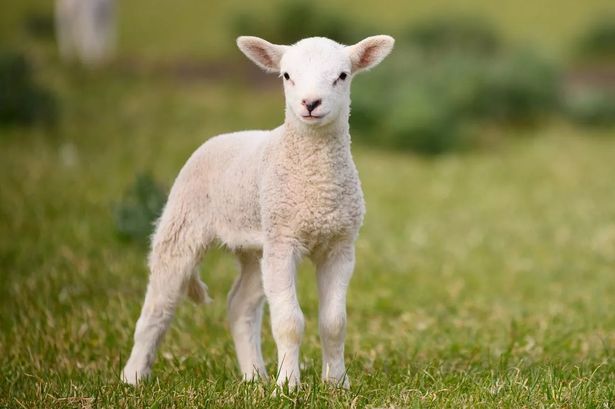 Dog attack leaves lambs injured in Wesham field as walkers issued warning