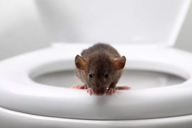 Giant rats ‘as big as cats’ invading homes through toilets and swimming up waste pipes