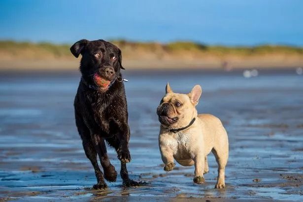 Lancashire beaches where dogs are now banned and you could face £1,000 fines