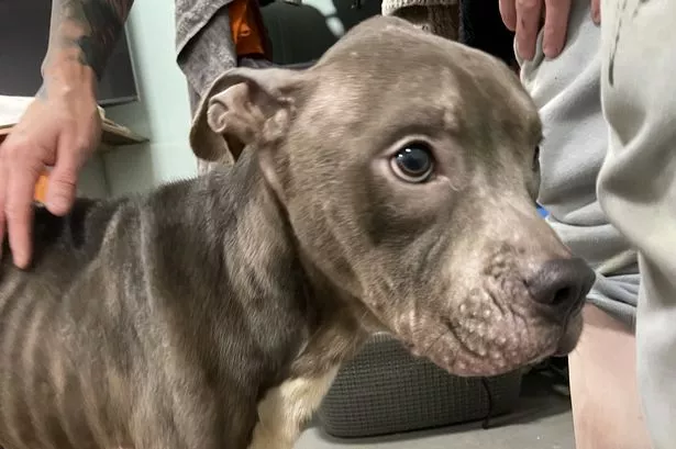 Starved dog leaves inspectors horrified in ‘worst case of neglect they have ever seen’