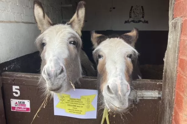 Pony rides for £3 at hidden gem FREE petting zoo perfect for families this half term