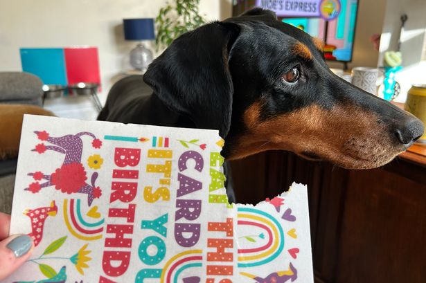 My dog’s response to an edible birthday card surprised – and made us crave a breakfast classic