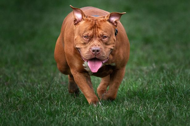 XL Bully dog owners have just one month to comply with new rules or face prosecution