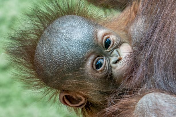 Blackpool born critically endangered orangutan welcomes first baby