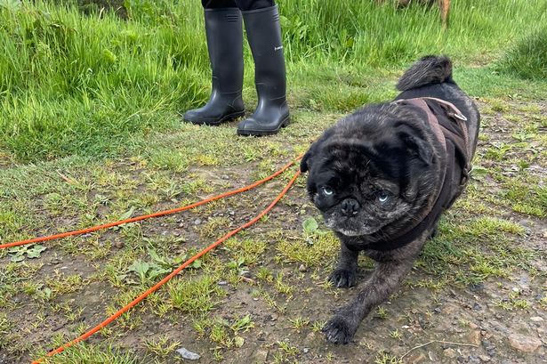 ‘Most loving’ Pug ‘killed in a matter of seconds’ by XL Bully in horrifying attack