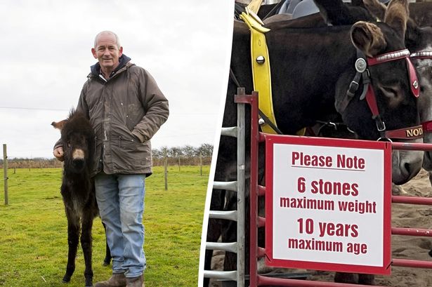 Seaside donkey ride owner forced to weigh kids on beach due to obesity levels