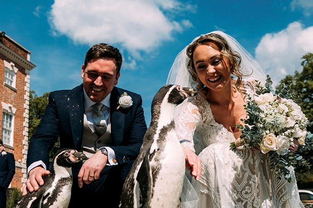 Penguin ring bearer steals the show as groom surprises bride at wedding